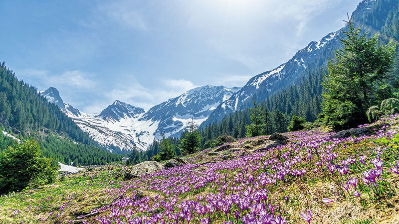 CALENDAR PERETE ROMANIA 13 FILE EGO